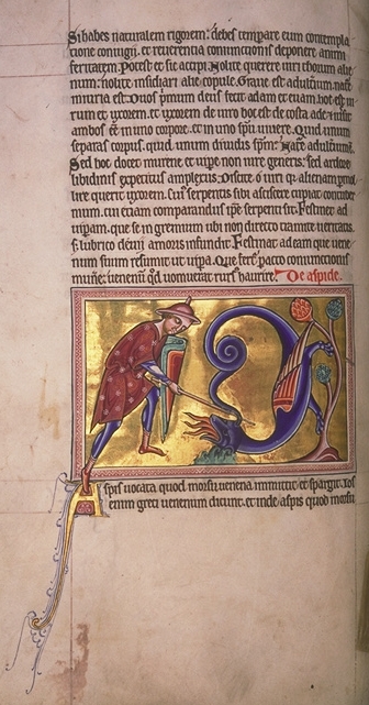 Àspid sent atacat per un cavaller. Bestiari d'Aberdeen, Fol. 67v  (s XII) [2ª familia de bestiaris]